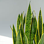 Holland Sanservieria Plant in Premium Planter