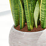 Holland Sanservieria Plant in Premium Planter