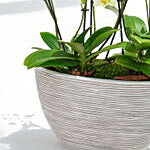 Mini Holland Orchid in Nature Groove Planter