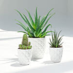 Set of 3 Plants in Premium Planter