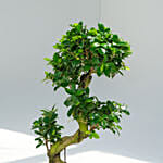 S Shaped Holland Indoor Bonsai