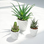 Set of 3 Plants in Premium Planter