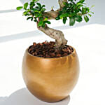 S Shaped Holland Indoor Bonsai in Gold Planter