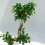 S Shaped Holland Indoor Bonsai in Gold Planter