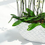 24 Stems Holland Orchid in Premium Diamond Textured Planter