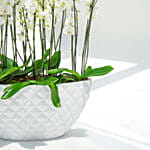 24 Stems Holland Orchid in Premium Diamond Textured Planter