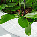 24 Stems Holland Orchid in Premium Diamond Textured Planter