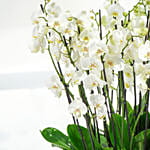 36 Stem Holland Orchid Beauty Superior Collection