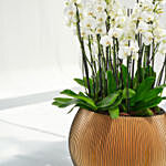 36 Stem Holland Orchid Beauty Superior Collection
