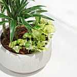 Warneckii Dracaena with White Scindapsus in Premium Planter