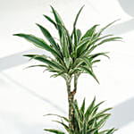 Warneckii Dracaena with White Scindapsus in Premium Planter