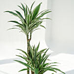 Warneckii Dracaena with White Scindapsus in Premium Planter