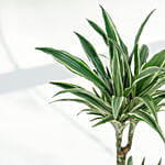 Warneckii Dracaena with White Scindapsus in Premium Planter