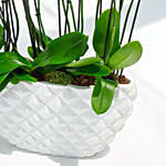 Mini Holland Orchid in Nature Groove Planter