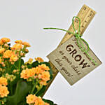 Grow With Me Kalanchoe Plant