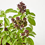 Basil Plant In Beautiful White Designer Pot