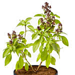 Basil Plant In Beautiful White Designer Pot