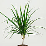 Dracaena Plant In Clear Glass Pot