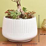 Bonsai & Fittonia Plant In Platter Planter