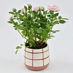 Pink Rose plant in Love Pot