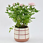 Pink Rose plant in Love Pot