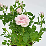 Pink Rose plant in Love Pot