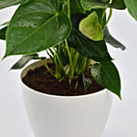 White Anthurium Plant In Pineapple Design Pot