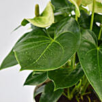 White Anthurium Plant In Pineapple Design Pot