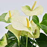 White Anthurium Plant In Pineapple Design Pot