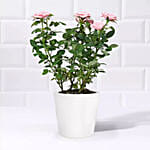 Pink and White Rose Plant