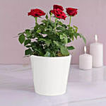 Red and White Rose Plant