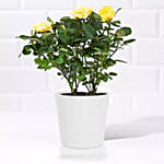 Yellow and White Rose Plant