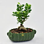 Ficus Bonsai in Designer Ceramic Pot