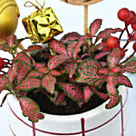 Christmas Special Red Fittonia