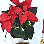 Delicious Treats and Poinsettia Combo