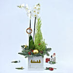 Christmas Orchid and Tree in a Box