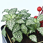 Christmas Special Green Fittonia