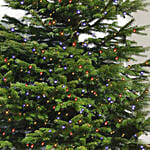 Fresh Xmas Tree with LED