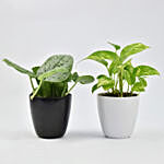 Duo of Money Plants