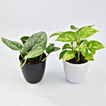 Duo of Money Plants