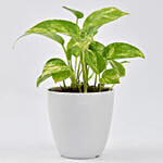 Money Plant in Deisgner Pot