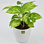 Money Plant in Deisgner Pot