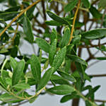 Olive Plant Pot