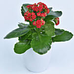 Bright Kalanchoe Plant In Pot