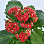 Bright Kalanchoe Plant In Pot