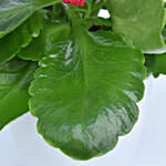 Bright Kalanchoe Plant In Pot