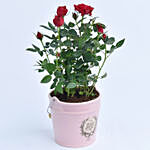 Red Rose Plant in Pink Metal Bucket Pot