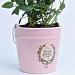 Red Rose Plant in Pink Metal Bucket Pot
