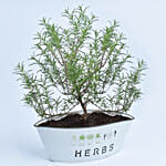 Rosemary In a Theme Herbs Planter