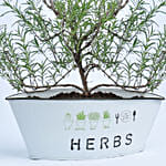 Rosemary In a Theme Herbs Planter